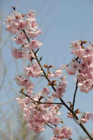 長岡天満宮　満開の陽光の桜２