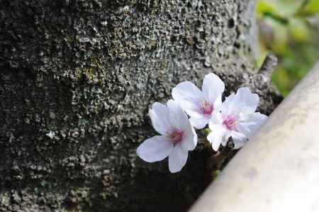 ここにも桜咲く