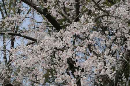 長岡天満宮　グラウンドの桜１