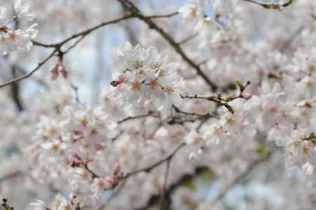長岡天満宮　グラウンドの桜２