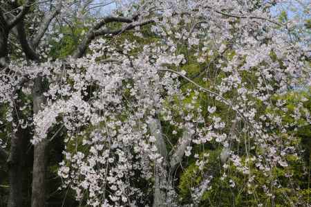 長岡天満宮　グラウンドの桜３