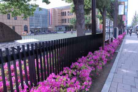 マンガミュージアムの周りに咲くツツジ