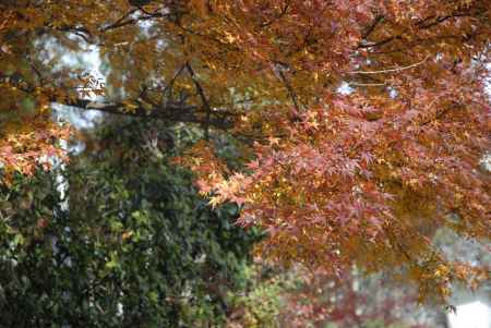 いろいろな色の葉