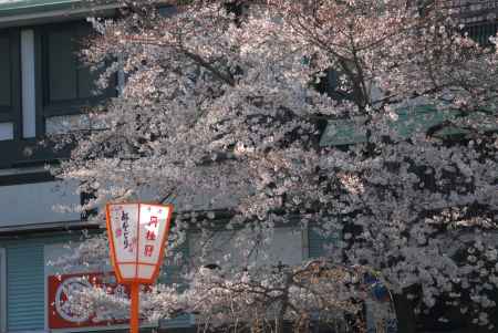 満開の桜と都をどりのぼんぼり