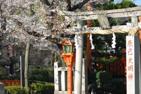 辰巳大明神の桜