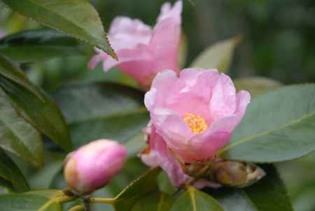長岡天満宮のピンク糸の椿