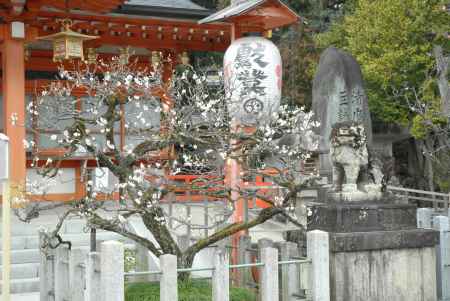 長岡天満宮社殿前の梅