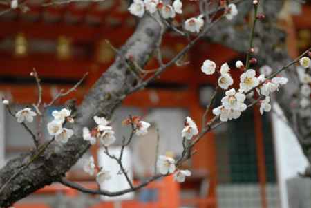 長岡天満宮社殿の前の梅