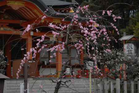 長岡天満宮社殿前の紅梅