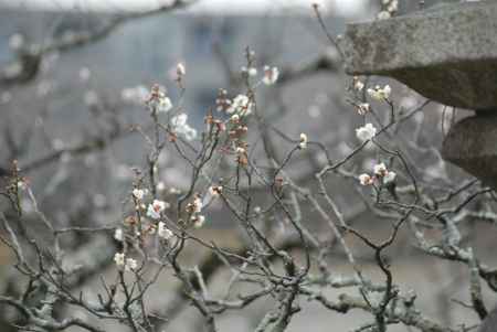 咲き始めの白梅