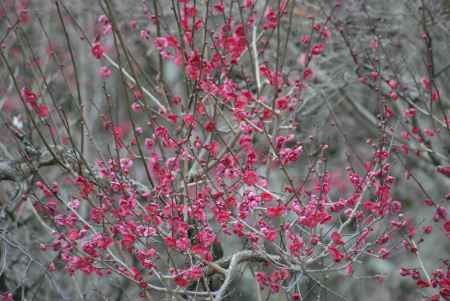 咲きほころぶ紅梅