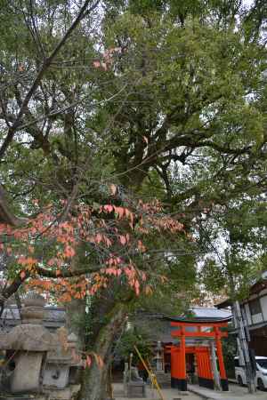 藤森神社 鳥居