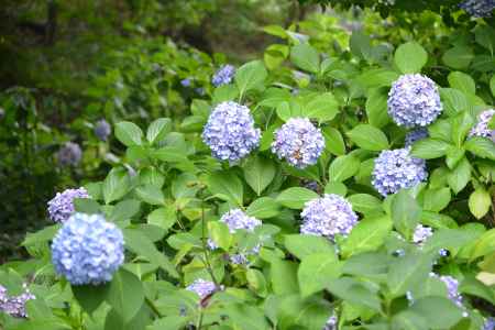 智積院あじさい１