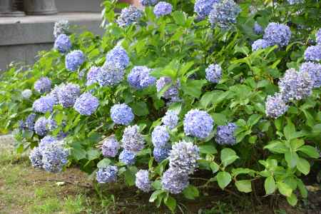 智積院あじさい２