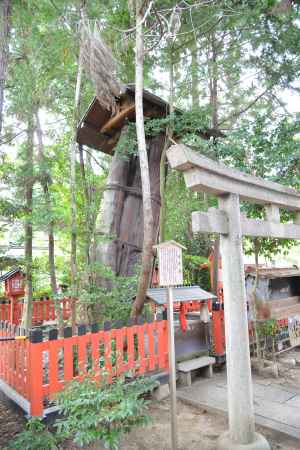 北野天満宮大杉社１