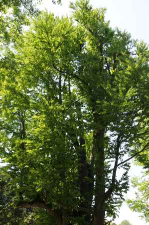 蹴上インクライン１３