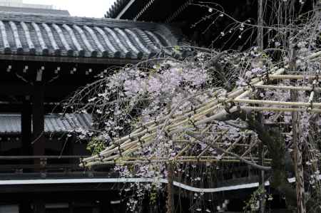 佛光寺　桜１
