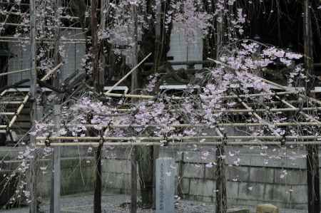 佛光寺　桜２