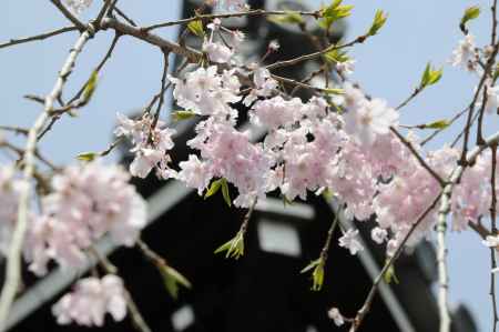 佛光寺　桜６