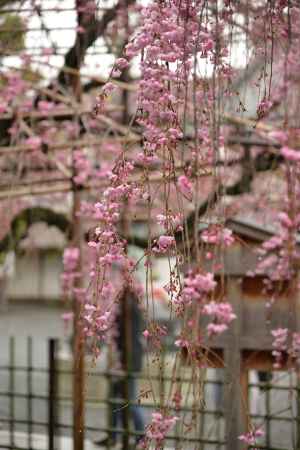 佛光寺　桜１０
