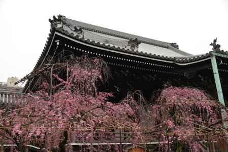 佛光寺　桜１２