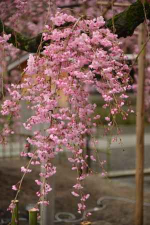 佛光寺　桜１４