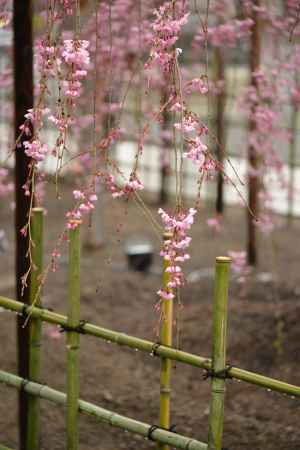 佛光寺　桜１６