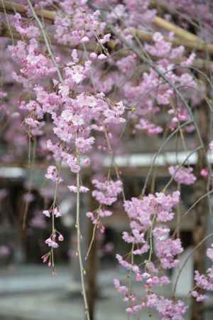 佛光寺　桜２２