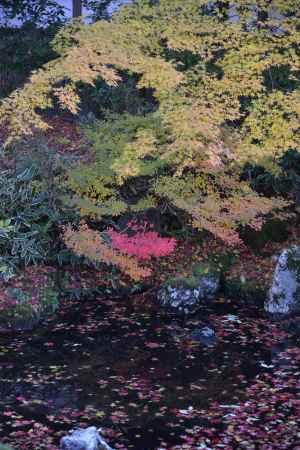 泉涌寺 御座所 中庭の紅葉3
