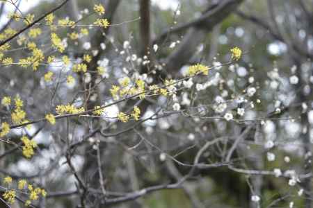 長岡天満宮　2018梅１０