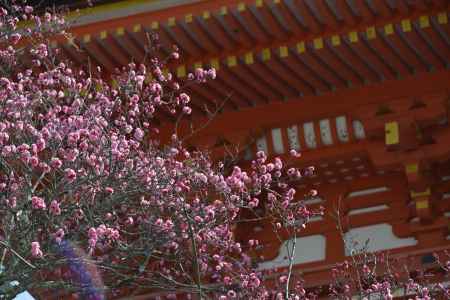 清水寺　仁王門と梅４