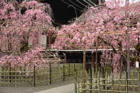 佛光寺　2017枝垂れ桜１