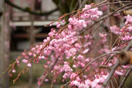 佛光寺　2017枝垂れ桜２