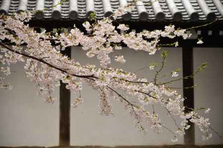 佛光寺　25017桜９