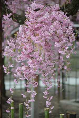 佛光寺　2017枝垂れ桜３