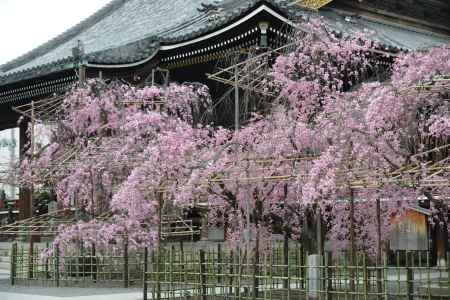 佛光寺　2017枝垂れ桜５