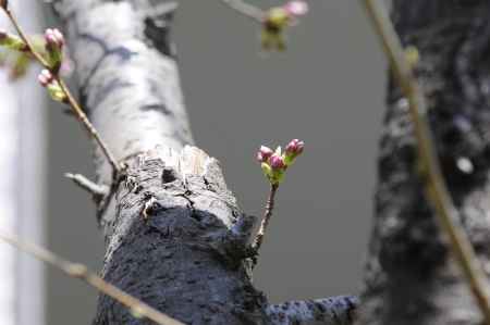佛光寺　2018桜のつぼみ