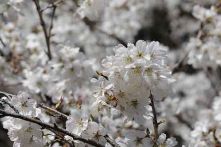 京都府立植物園　2018桜2
