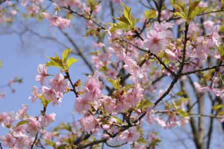 京都府立植物園　2018桜11
