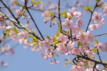京都府立植物園　2018桜12