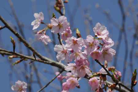 京都府立植物園　2018桜15