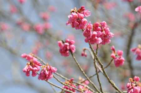 京都府立植物園　2018桜16