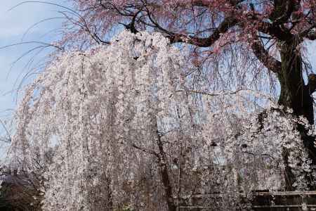 円山公園のしだれ桜2