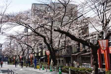 高瀬川 桜並木1