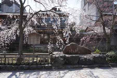 祇園白川　かにかくに碑としだれ桜