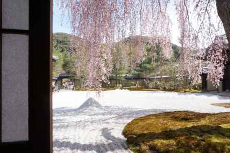 高台寺　方丈前庭のしだれ桜5