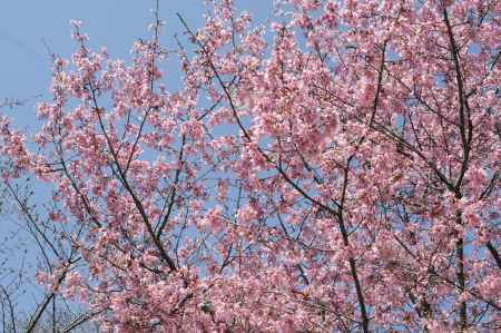 京都府立植物園　オカメザクラ