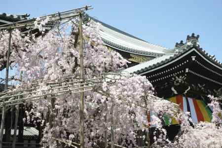 佛光寺　しだれ桜1