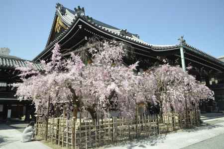 佛光寺　しだれ桜2