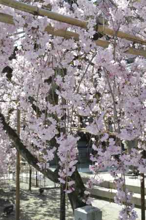 佛光寺　しだれ桜5